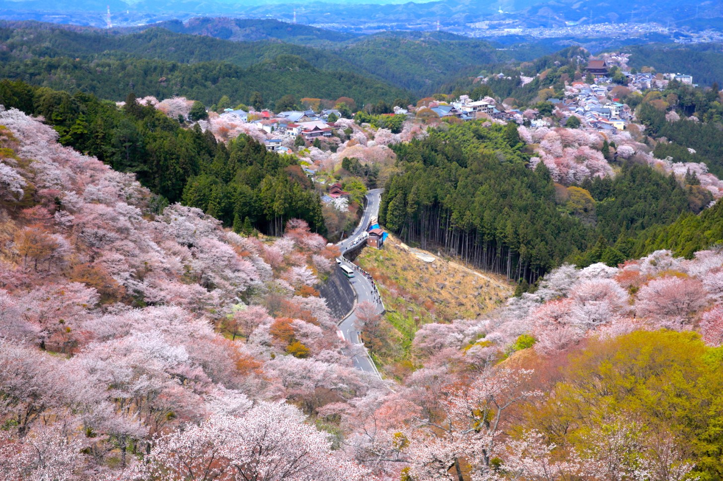 吉野町の桜